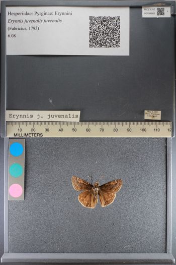 Media type: image;   Entomology 198665